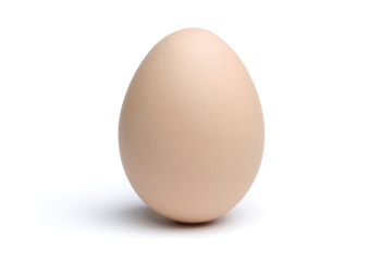 bird_egg